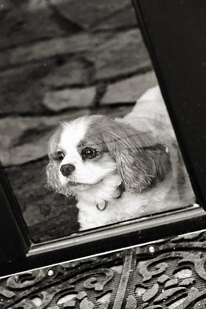 KJB_2485 bw