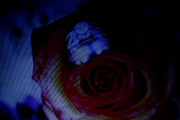 KJBL0155