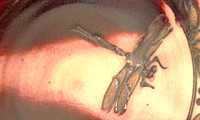 IMG_0745 copy