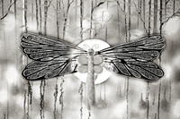 635B3488 dragon fly 12 bw