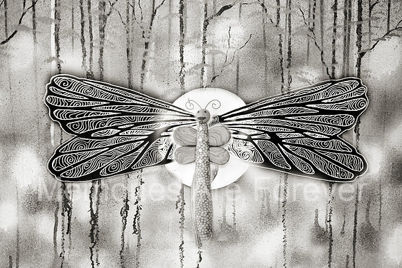 635B3488 dragon fly 12 bw