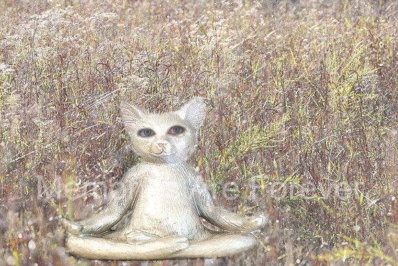 635B5541 budda kitty 39
