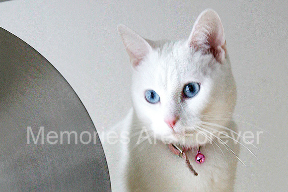 IMG_0156 fb1 copy